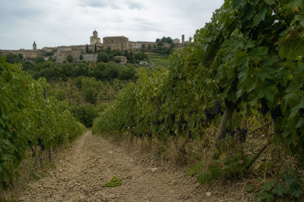 Rows of Lambrusco grapevines on a hillside in the Modena countryside