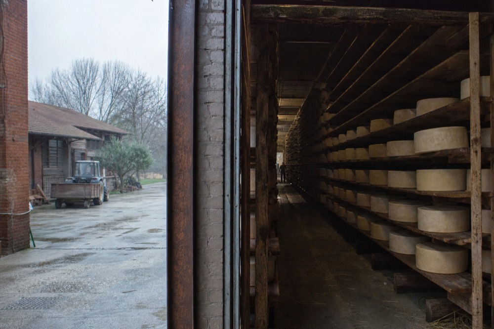 Parmigiano Reggiano wheels ageing on wooden shelves in a Modena dairy