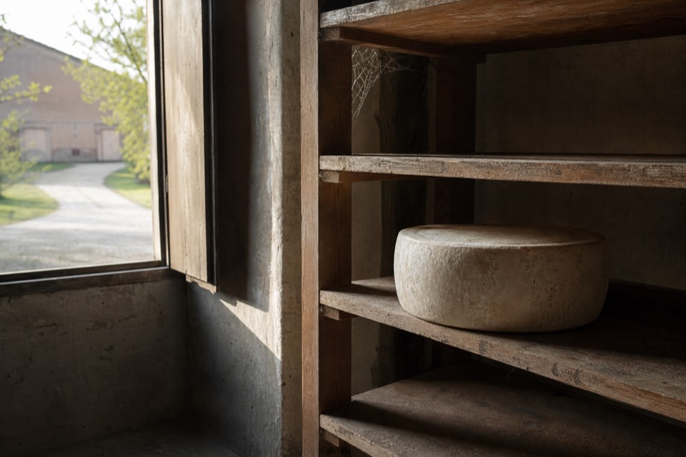 A wheel of aged cheese on wooden shelves in a dim dairy ageing room