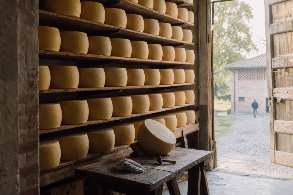 Rows of golden cheese wheels ageing on wooden shelves in a dairy storehouse