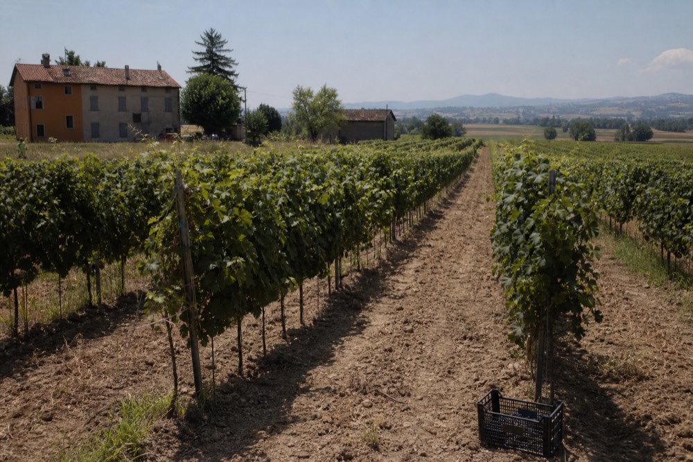 Rows of grapevines on flat farmland with a line of hills in the distance under a clear sky