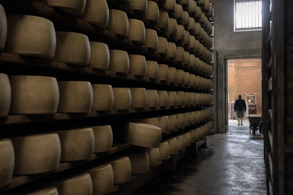 A row of large cheese wheels resting on wooden shelves in a dim ageing room
