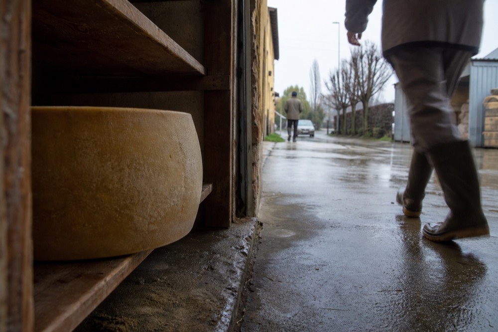 Wheel of Parmigiano Reggiano on wooden shelving inside a dairy