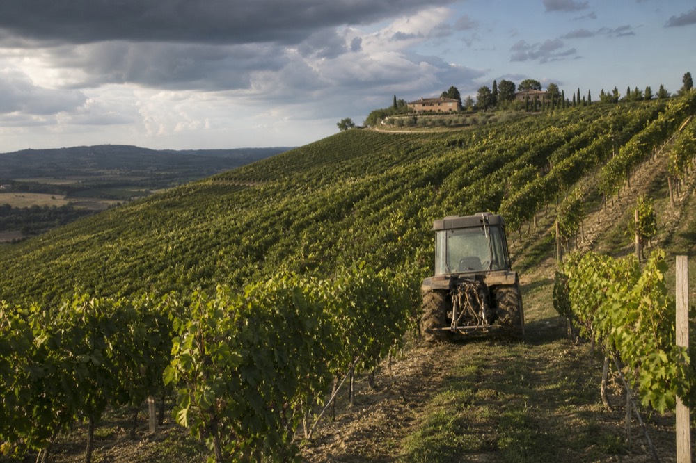 Rows of Lambrusco vines on rolling hills with a farmhouse in the distance