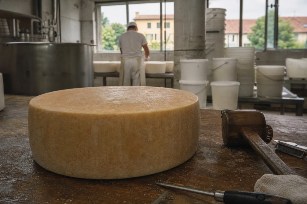 A close view of a cheese wheel rind with dotted lettering and an oval fire brand stamp