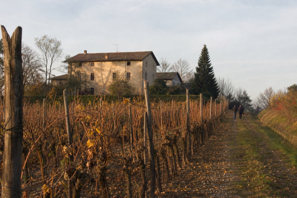 A vineyard row on a low hill with a farmhouse building beyond it