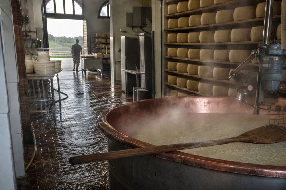 A copper vat and steaming whey in a dairy room with rows of cheese wheels on shelves behind