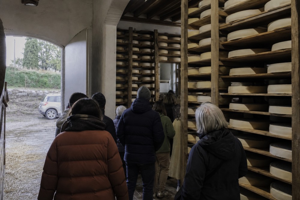 Group of visitors walking through a cheese ageing room with tall shelves of round cheese wheels