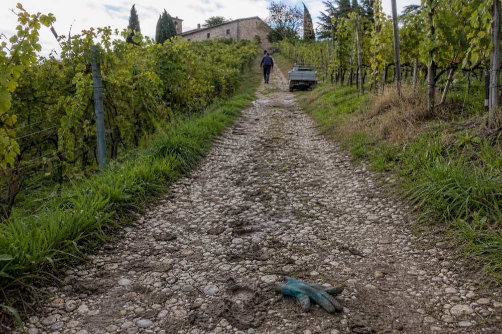 A vineyard path climbing through the Grasparossa hills above Castelvetro