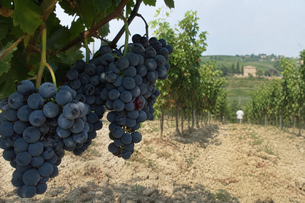 Close view of Lambrusco grape clusters on the vine before harvest