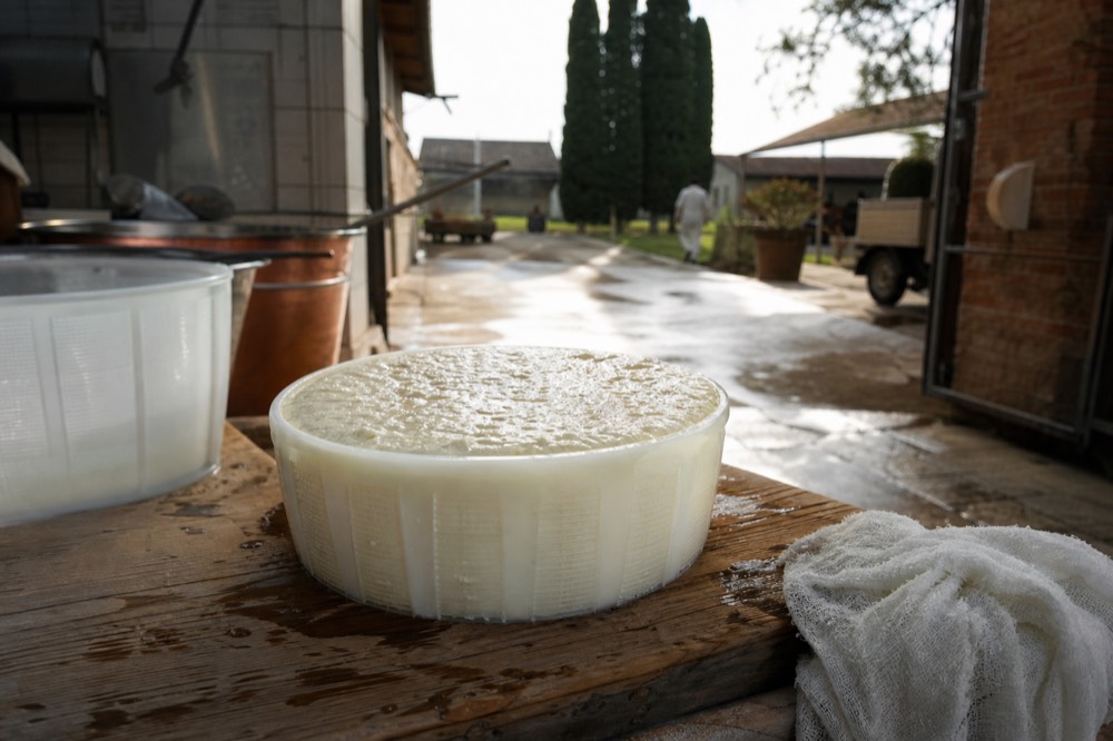 A Parmigiano Reggiano wheel resting in its mould on a wooden bench in a dairy