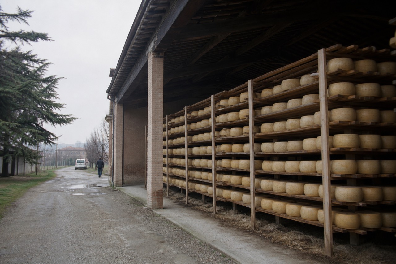 Rows of ageing Parmigiano Reggiano wheels on wooden shelves inside a dairy storehouse