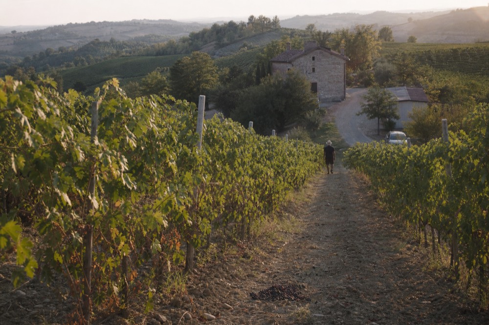 A Lambrusco vineyard on a hillside near Castelvetro with rows of vines and a farmhouse in the distance